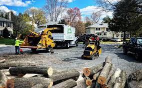 How Our Tree Care Process Works  in  Menands, NY