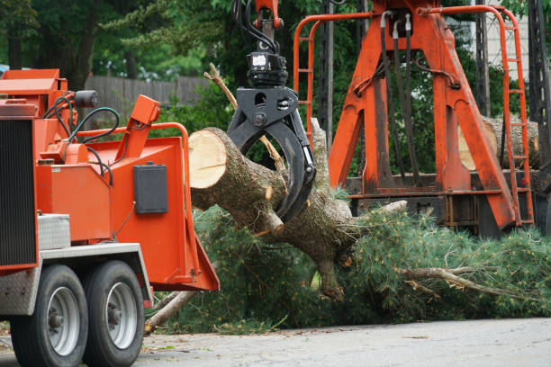 Reliable Menands, NY Tree Care Services Solutions